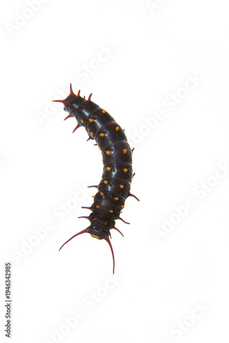 30040-00206 Pipevine Swallowtail Caterpillar (Battus philenor)  on white background, Marion Co., IL