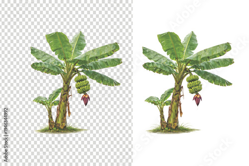 tow Realistic Banana Tree with Green Banana Bunch and Purple Blossom Isolated on Transparent Background set