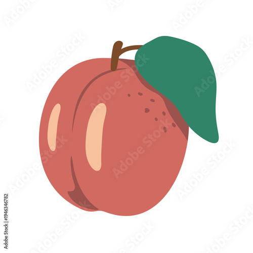 apricot fresh fruit vector illustration healthy food 