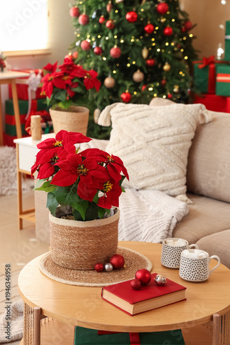 Christmas flower poinsettia...