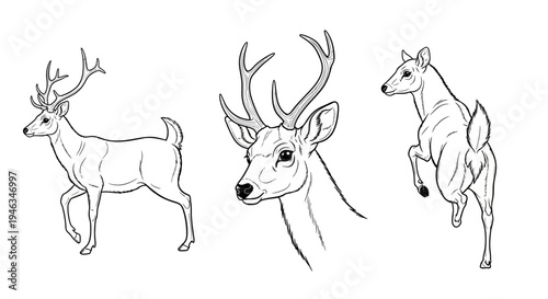 Three Deer Drawings in Black and White
