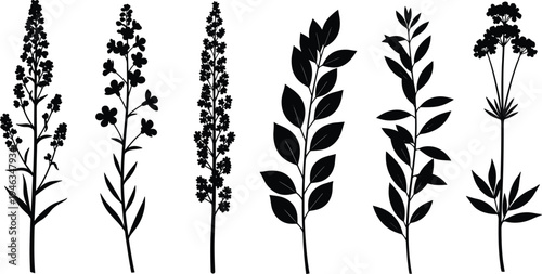 Cad drawing flat vector illustration of wild flower and herbal silhouettes including lavender, meadow plants, and various botanical leaves for nature.