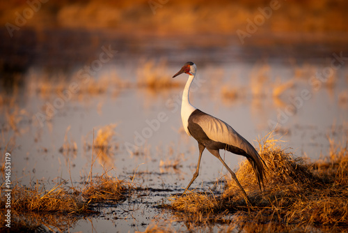 Wattled Crane walking through shallow water at sunset, Chobe River, Botswana.