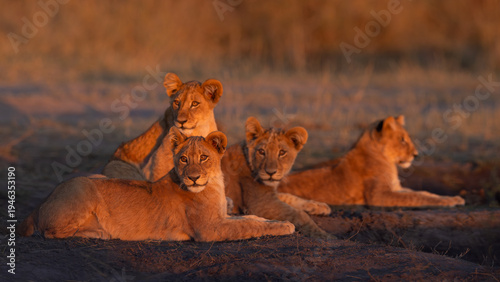 Bild auf Leinwand Young lion cubs lying together in the golden grass, with their faces lit by the afternoon red sun, Okavango Delta, Botswana