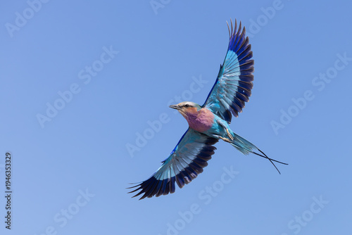 Vibrant Lilac-breasted Roller spreading wings in flight, Chobe River, Botswana.