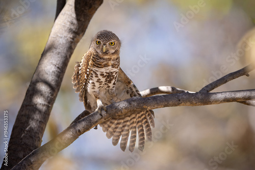 Pearl-spotted Owlet perched on a branch in daylight, Chobe River, Botswana.