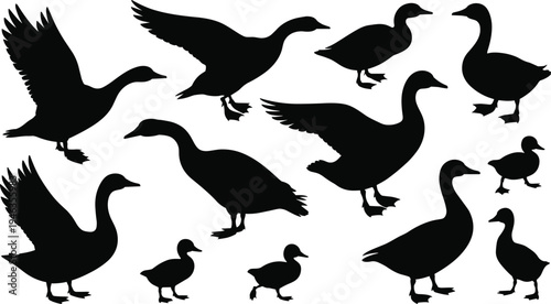 Black silhouettes of ducks and geese flying, standing, walking in various poses, wildlife bird collection for design and educational use
