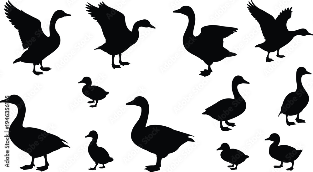 Fototapeta premium Silhouette collection of ducks and geese in flight and standing poses, wildlife bird vector illustration for nature and education design