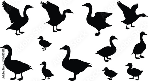 Silhouette collection of ducks and geese in flight and standing poses, wildlife bird vector illustration for nature and education design