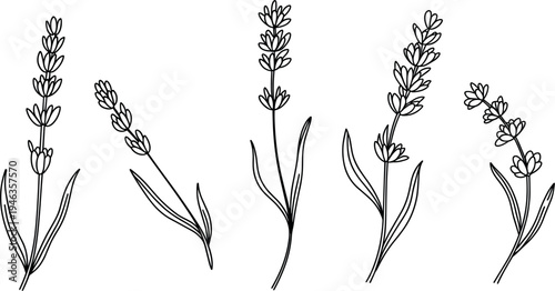 Hand drawn lavender flower stems vector, collection of aromatic herbal line art icons for coloring book