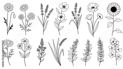 Various flowers and plants are illustrated in a detailed drawing.