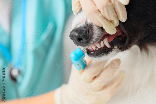 Veterinarian brushing teeth...