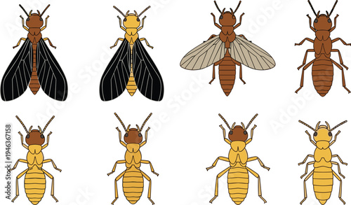Termite insects collection, winged termite and worker termite set, pest insect anatomy illustration, colony pest species vector