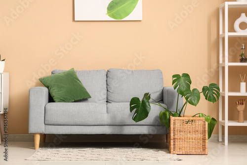 Interior of living room with sofa, shelving unit and Monstera houseplant near beige wall