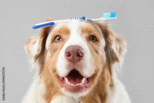 Cute dog with tooth brush o...