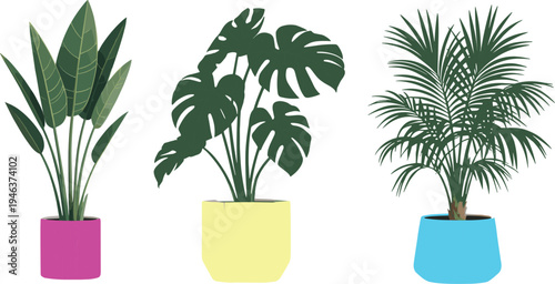 Set of three tropical houseplants in colorful pots including monstera, bird of paradise and palm, modern botanical vector illustration for interior decor and indoor gardening