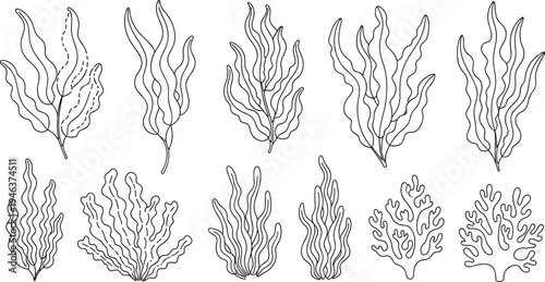 Minimalistic Line Art of Seaweed and Coral in Black and White for Natural and Ocean-themed Designs