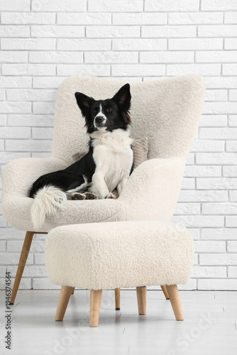 Cute Border Collie dog lyin...