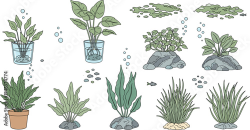 Illustration of Aquatic Plants in Pots, Rocks, and Aquariums with Bubbles and Fish