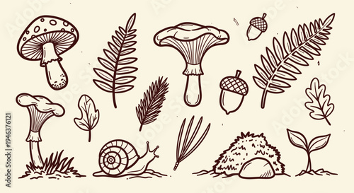 Hand drawn forest elements including mushrooms ferns acorns snail and sapling on beige background