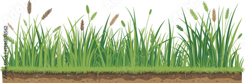 Detailed illustration of green grass patch with blades, seed heads, and soil cross‑section, ideal for botanical studies, landscaping design, and educational plant biology projects