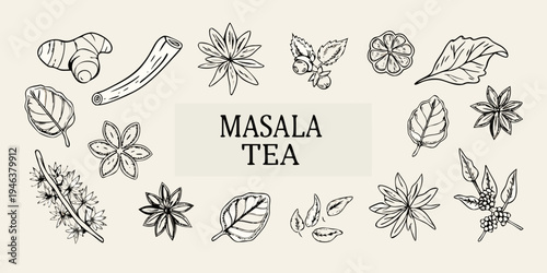 Hand drawn illustration of spices and herbs for masala tea preparation