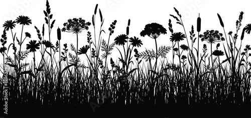 Black silhouette of summer meadow wildflowers and grass border with daisies camomile cow parsley and bullrush isolated on white background for nature design