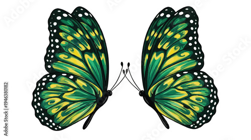 Beautiful green and yellow butterfly wings spread wide isolated on white