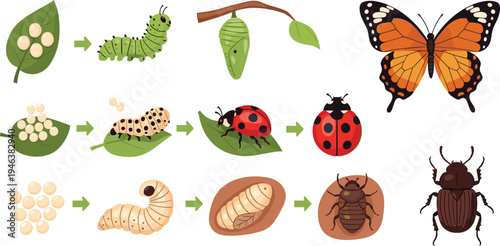 Insect Life Cycle Icon Set with Stages of Butterfly, Ladybug, and Beetle Development from Egg to Adult