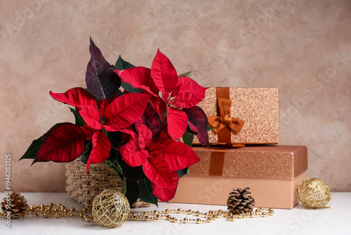 Christmas plant poinsettia ...