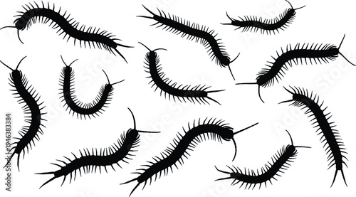 Centipede silhouette collection showing multiple crawling arthropods with many legs, black vector illustration set isolated for insect design, creepy wildlife, pest concept and nature themes