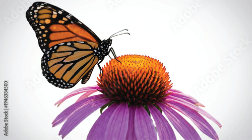 Monarch butterfly on purple coneflower with orange center in garden