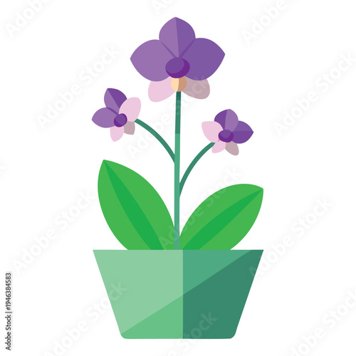 Purple orchid flower