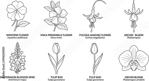 Bild auf Leinwand Botanical flowering plants black and white illustration featuring impatiens vinc