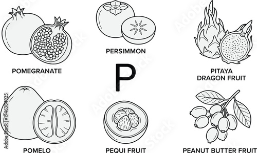 Fruits starting with letter P educational illustration featuring pomegranate persimmon pitaya pomelo pequi peanut butter fruit flat vector illustration