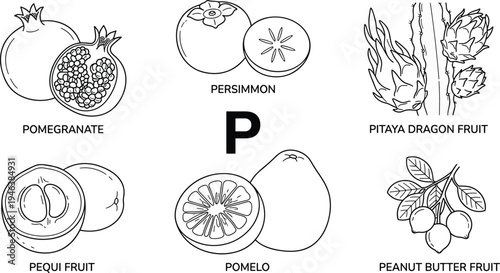 Fruits starting with letter P black and white educational illustration featuring pomegranate persimmon pitaya pomelo pequi peanut butter fruit flat vector illustration