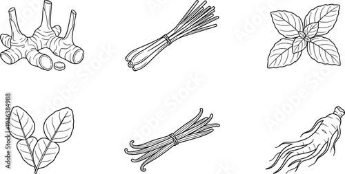 Herbs and plant ingredients black and white illustration featuring ginger lemongrass mint betel vanilla ginseng flat vector illustration