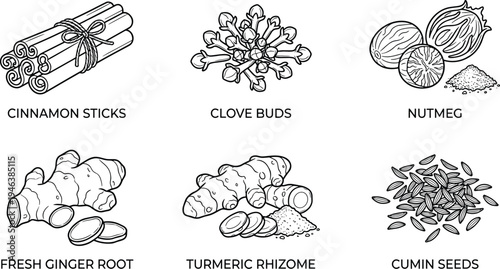 Spices and herbs educational illustration featuring cinnamon clove nutmeg ginger turmeric cumin culinary cooking nutrition design flat vector illustration