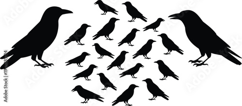 Crow raven silhouettes, bird formation, flock arrangement, community concept, hierarchy illustration, wildlife design, nature symbol, avian silhouette art