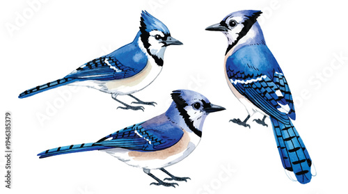 Three blue jays standing on white background looking around  blue jay birds