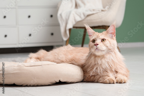 Cute Maine Coon cat lying i...