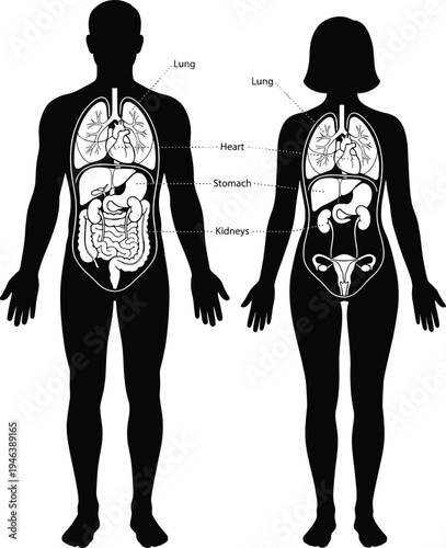 Male and female anatomical body silhouettes showing internal human organ systems including lungs heart liver stomach and intestines for medical education