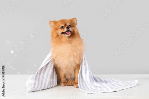 Cute Pomeranian dog with to...