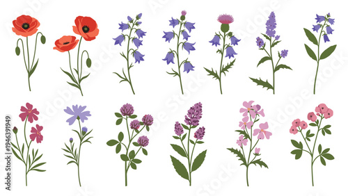 Variety of twelve colorful and detailed wildflower and botanical plant illustrations with stems and leaves on a white background.