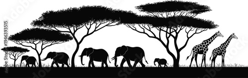 Panoramic black silhouette of African savanna landscape with elephants and giraffes walking among acacia trees on white background,Panoramic black