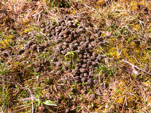 Quadro su tela Wild animal droppings on forest meadow ground