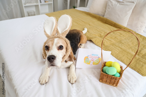 Cute Beagle dog with bunny ...