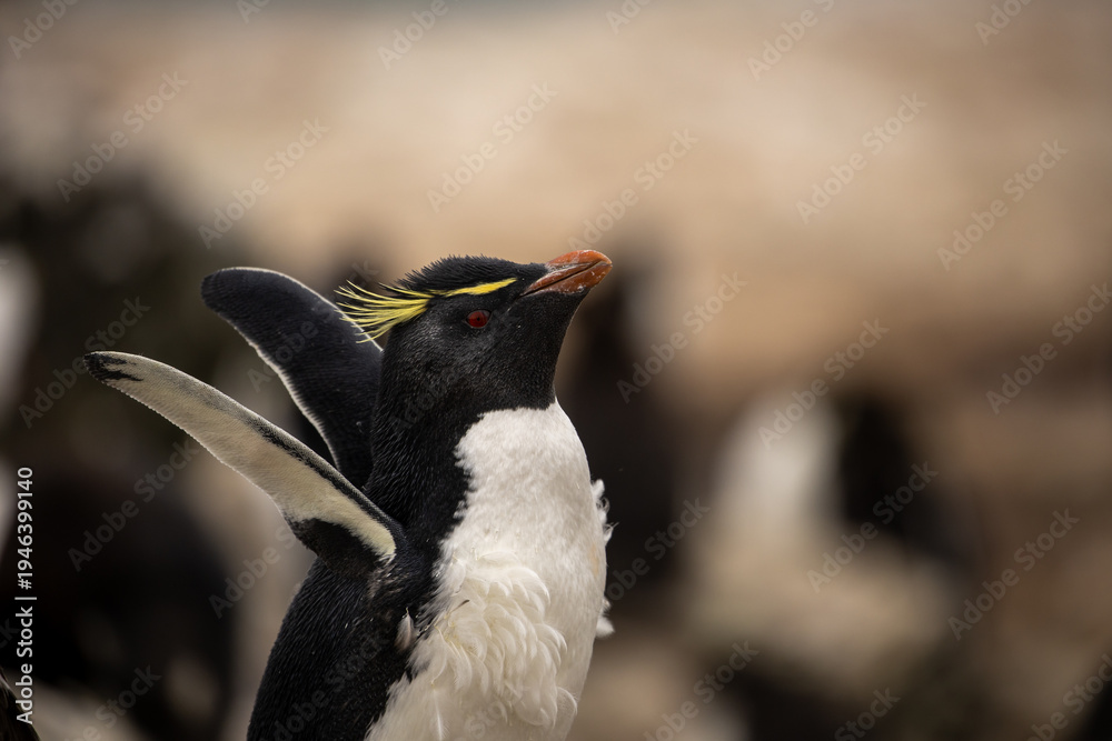 Obraz premium A Southern Rockhopper Penguin (eudyptes chrysocome) with outstretched flippers.