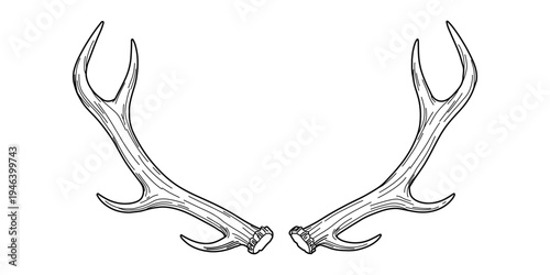Hand drawing line of antler vector, Hunting logo design inspiration,Vector illustration of deer horns.