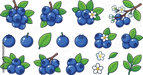 Blueberry fruit vector illustration set with fresh blueberries, leaves and blossoms isolated healthy berry collection
